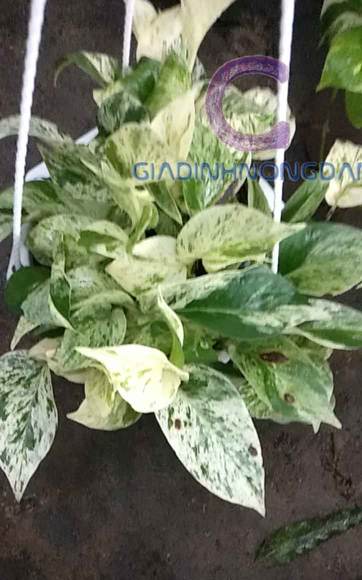 Cây Trầu Bà Sữa