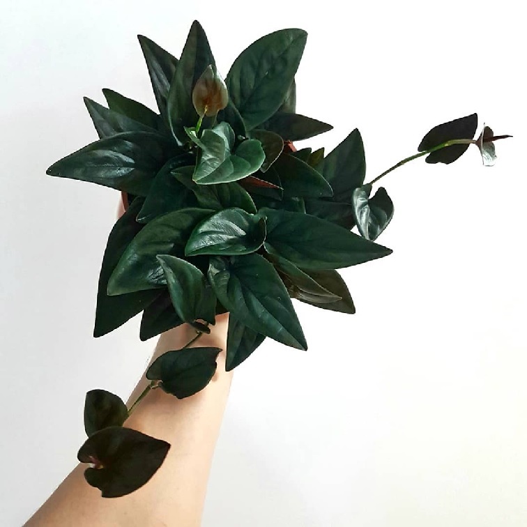 Cây Trầu Bà Lá Đỏ (trầu bà tím) Cây Trầu Bà Lá Đỏ (trầu bà tím)