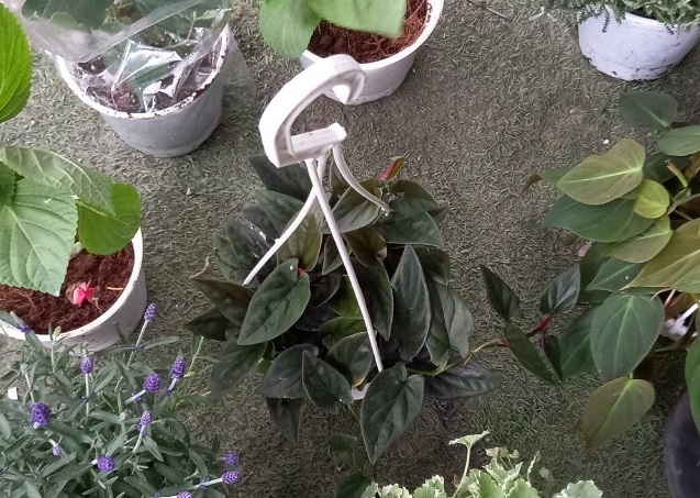 Cây Trầu Bà Lá Đỏ (trầu bà tím) Cây Trầu Bà Lá Đỏ (trầu bà tím)
