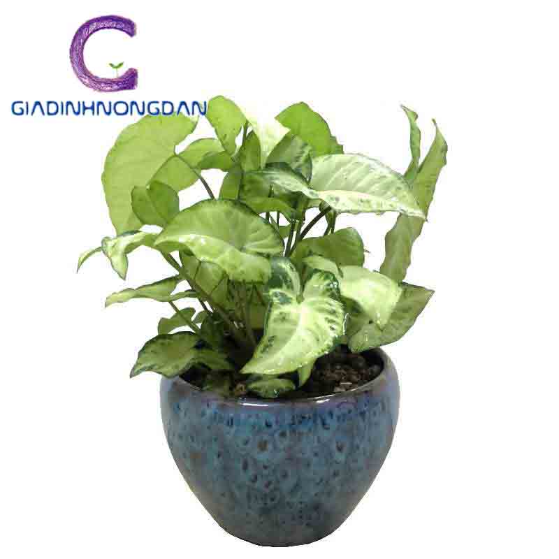 Cây Trầu Bà Trắng Để Bàn Cây Trầu Bà Trắng Để Bàn