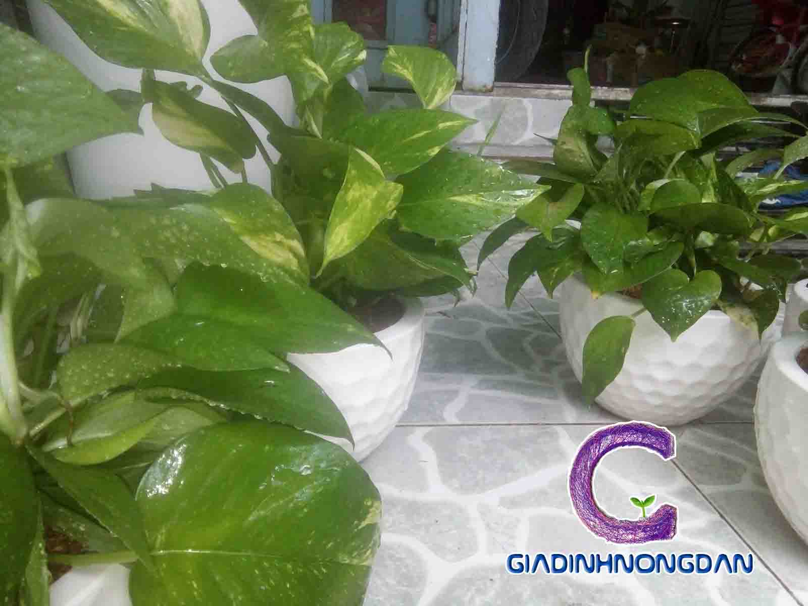 Cây Trầu Bà Xanh Cây Trầu Bà Xanh