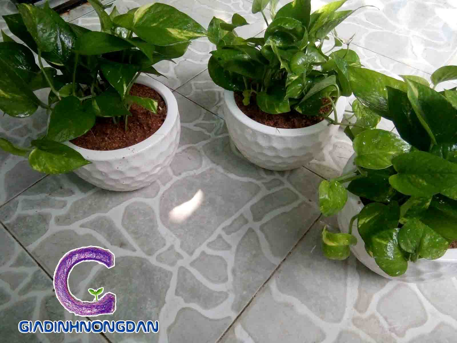 Cây Trầu Bà Xanh Cây Trầu Bà Xanh