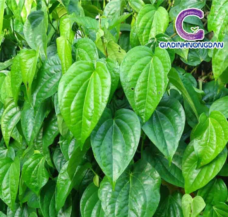 Cây Trầu Không Cây Trầu Không