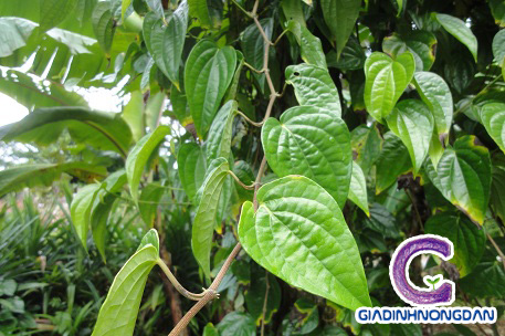 Cây Trầu Không Cây Trầu Không