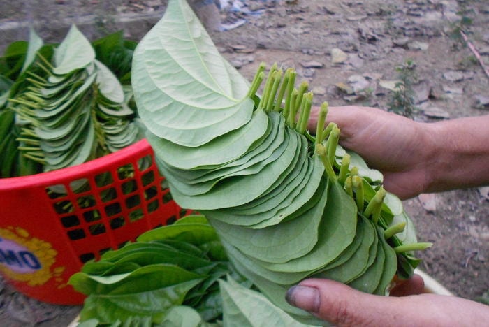 Sống khỏe với cây trầu không