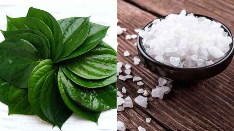 Cây Trầu Không Cây Trầu Không