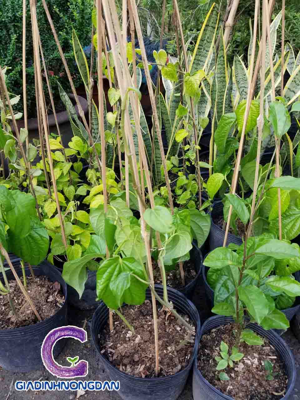 Cây Trầu Không Cây Trầu Không