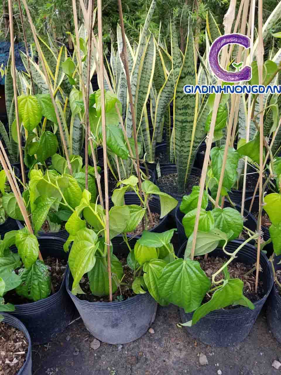 Cây Trầu Không Cây Trầu Không