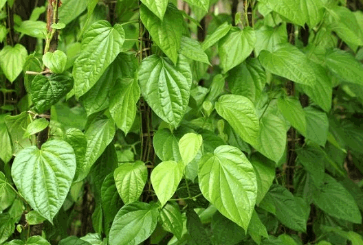 Sống khỏe với cây trầu không Sống khỏe với cây trầu không