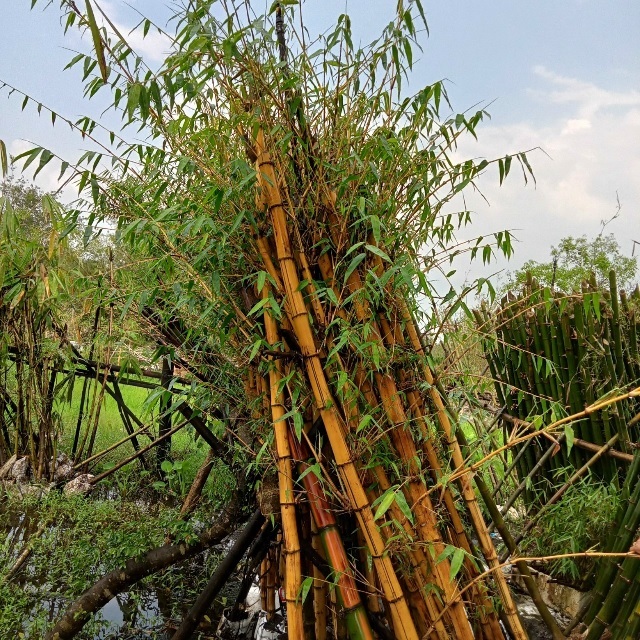Cây Tre Vàng Cây Tre Vàng