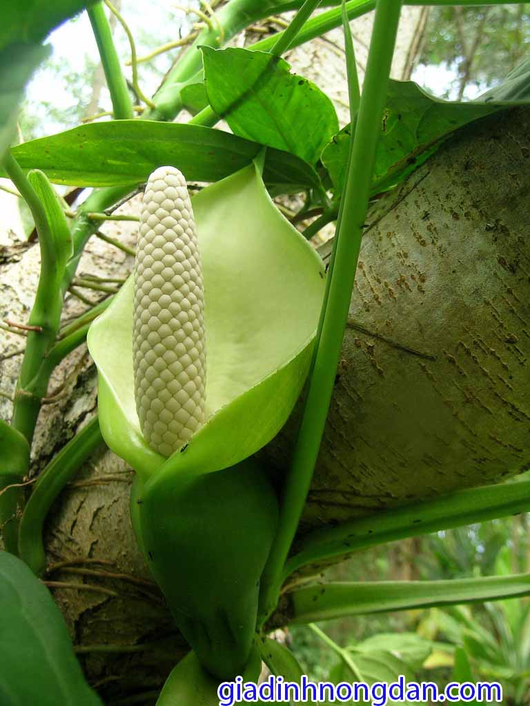 Cây Tróc Bạc Cây Tróc Bạc