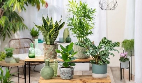 Cây Trồng Trong Nhà (cây nội thất) Cây Trồng Trong Nhà (cây nội thất)