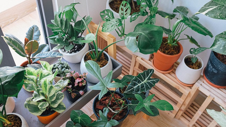 Cây Trồng Trong Nhà (cây nội thất) Cây Trồng Trong Nhà (cây nội thất)