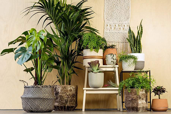 Cây xanh trong nhà lọc khí Cây xanh trong nhà lọc khí
