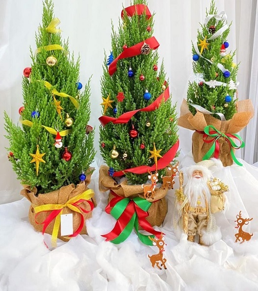 Mua Cây Tùng Noel Ở Quận 12 HCM Mua Cây Tùng Noel Ở Quận 12 HCM