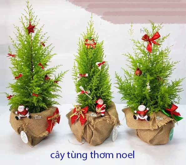 Mua Cây Tùng Noel Ở Quận 12 HCM Mua Cây Tùng Noel Ở Quận 12 HCM