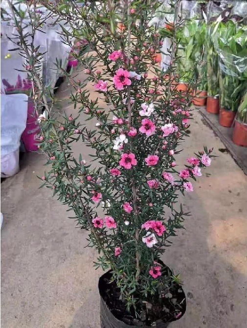 Cây Tùng Tuyết Mai Cây Tùng Tuyết Mai
