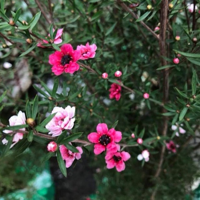 Cây Tùng Tuyết Mai Cây Tùng Tuyết Mai