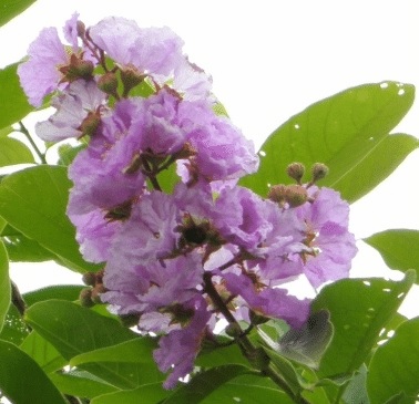 Cây Tường Vi Hoa Màu Tím Cây Tường Vi Hoa Màu Tím