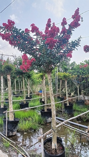 Cây Tường Vi Thân Gỗ Cổ Thụ Cây Tường Vi Thân Gỗ Cổ Thụ