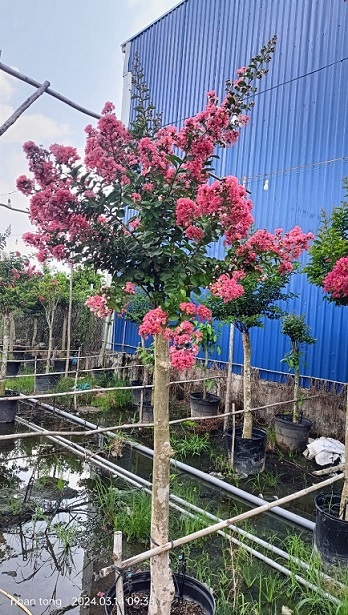 Cây Tường Vi Thân Gỗ Cổ Thụ Cây Tường Vi Thân Gỗ Cổ Thụ