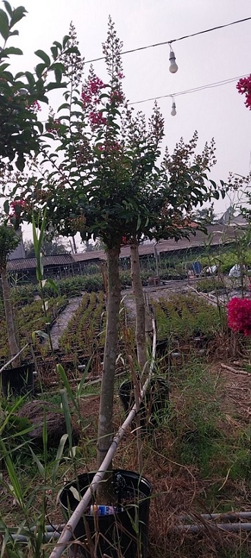 Cây Tường Vi Thân Gỗ Cổ Thụ Cây Tường Vi Thân Gỗ Cổ Thụ