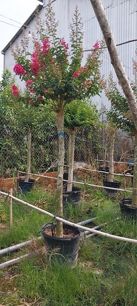 Cây Tường Vi Thân Gỗ Cổ Thụ Cây Tường Vi Thân Gỗ Cổ Thụ