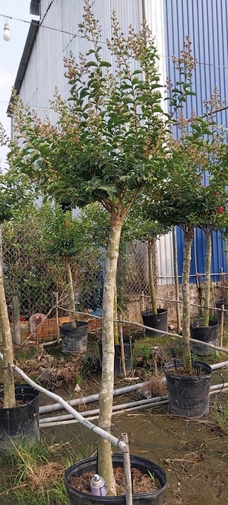 Cây Tường Vi Thân Gỗ Cổ Thụ Cây Tường Vi Thân Gỗ Cổ Thụ