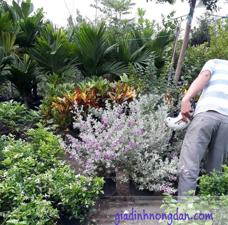 Cây Tuyết Sơn Phi Hồng Cây Tuyết Sơn Phi Hồng