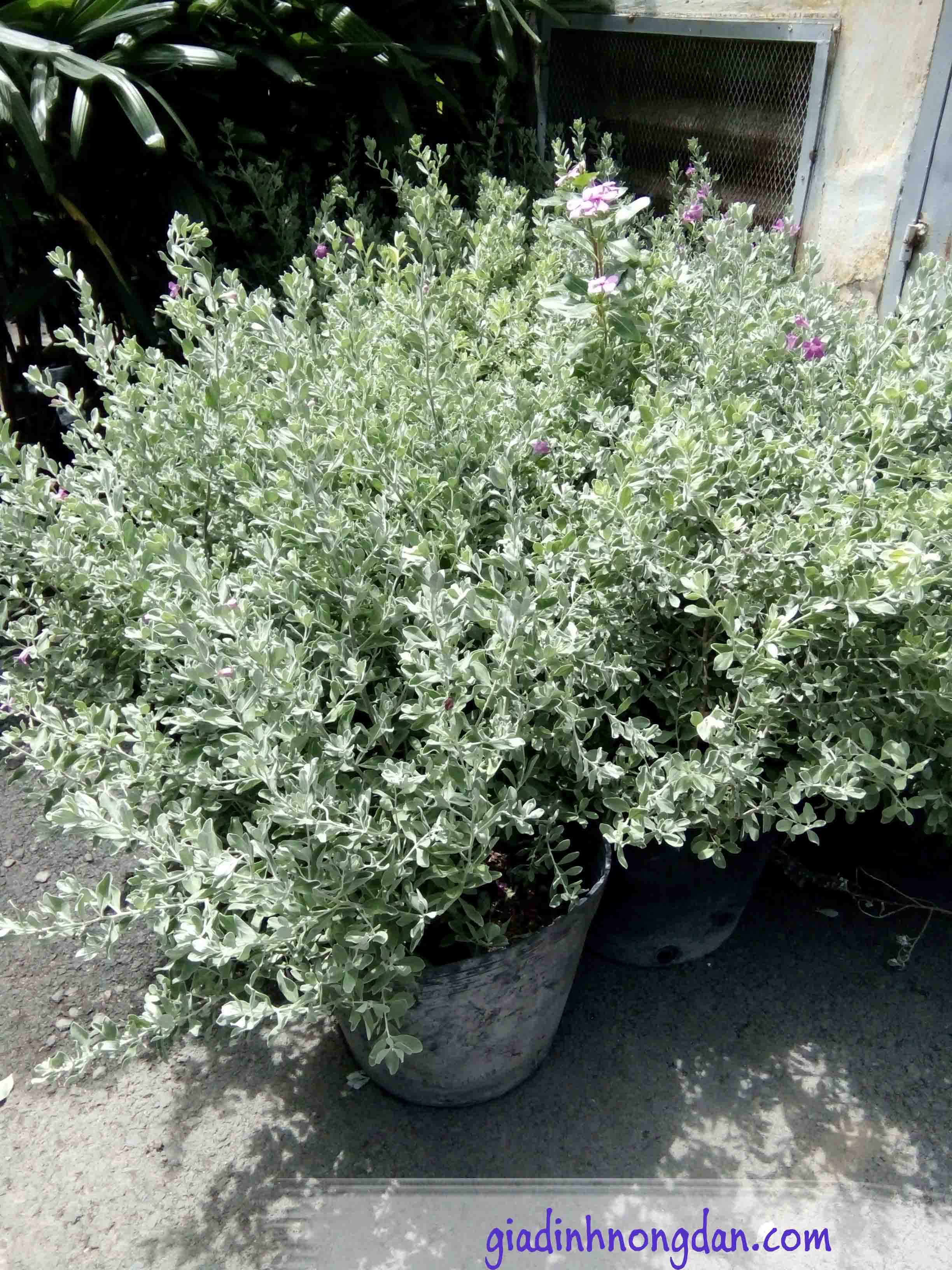 Cây Tuyết Sơn Phi Hồng Cây Tuyết Sơn Phi Hồng