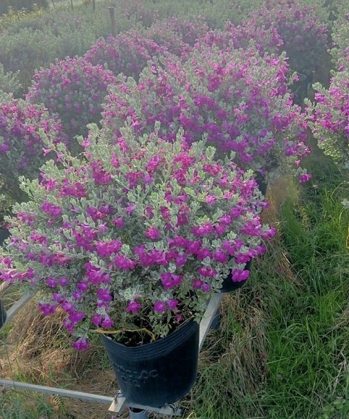 Cây Tuyết Sơn Phi Hồng Dáng Tree Một Cốt Cây Tuyết Sơn Phi Hồng Dáng Tree Một Cốt