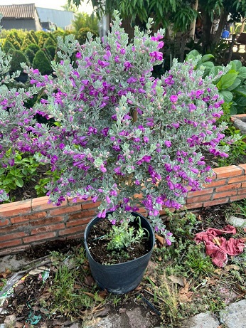 Cây Tuyết Sơn Phi Hồng Dáng Tree Một Cốt Cây Tuyết Sơn Phi Hồng Dáng Tree Một Cốt