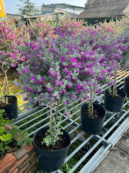 Cây Tuyết Sơn Phi Hồng Dáng Tree Một Cốt Cây Tuyết Sơn Phi Hồng Dáng Tree Một Cốt