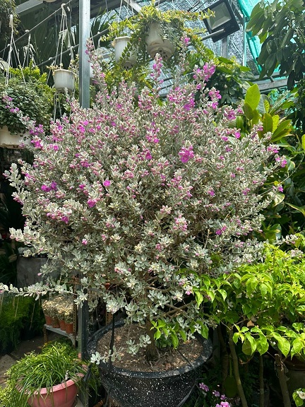 Cây Tuyết Sơn Phi Hồng Dáng Tree Một Cốt Cây Tuyết Sơn Phi Hồng Dáng Tree Một Cốt