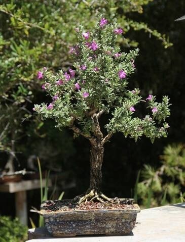 Cây Tuyết Sơn Phi Hồng Dáng Tree Một Cốt Cây Tuyết Sơn Phi Hồng Dáng Tree Một Cốt