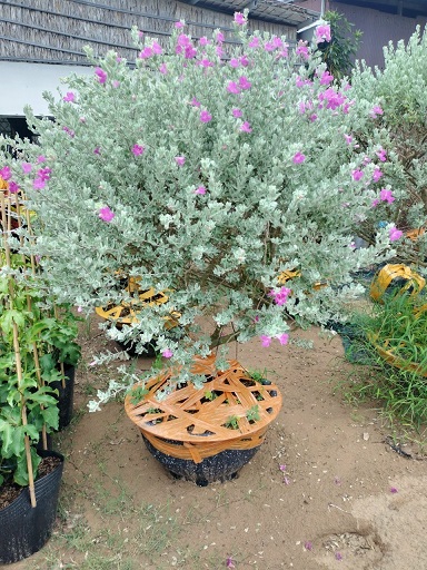 Cây Tuyết Sơn Phi Hồng Dáng Tree Một Cốt Cây Tuyết Sơn Phi Hồng Dáng Tree Một Cốt