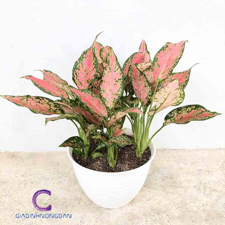 Cây Vạn Lộc Cây Vạn Lộc