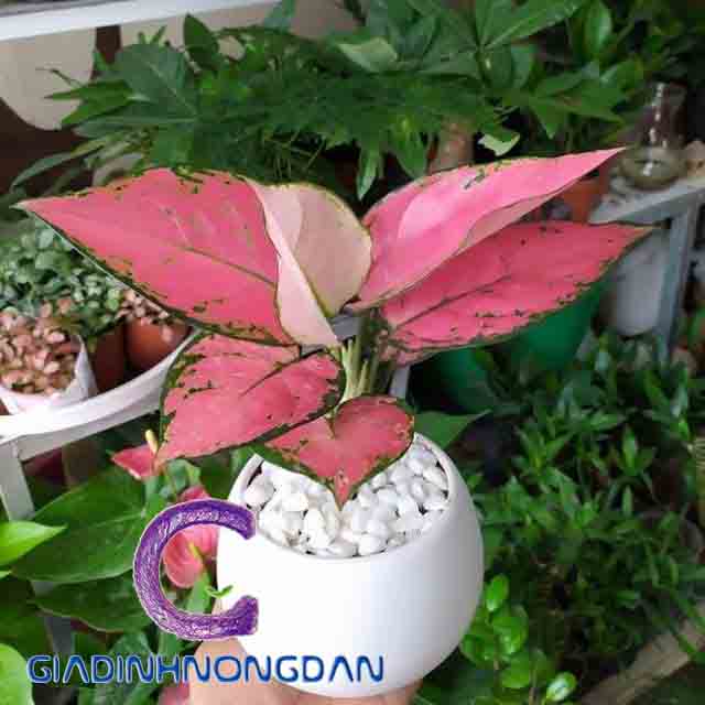 Cây Vạn Lộc Cây Vạn Lộc