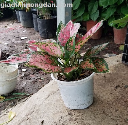 Chậu Cây Vạn Lộc Để Bàn Chậu Cây Vạn Lộc Để Bàn