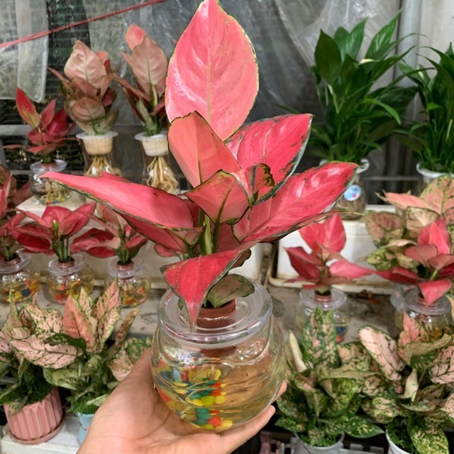 Cây Vạn Lộc Trồng Nước Cây Vạn Lộc Trồng Nước