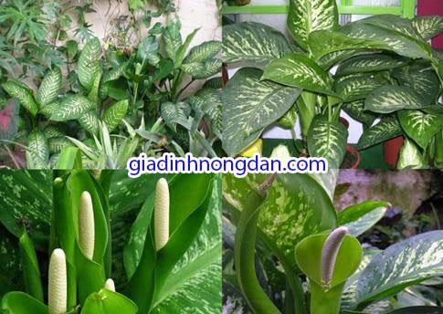 Cây Vạn Niên Thanh Cây Vạn Niên Thanh