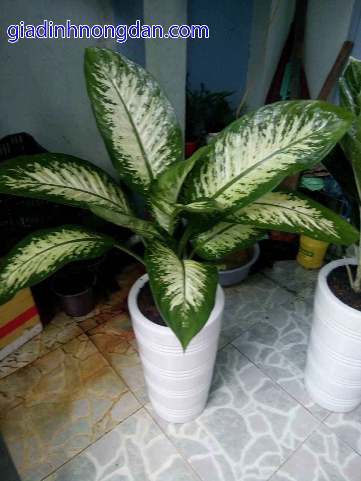 Cây Vạn Niên Thanh Cây Vạn Niên Thanh