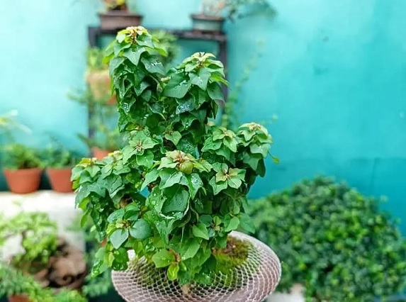 Cây Vân Sâm (găng tu hú thái) Cây Vân Sâm (găng tu hú thái)