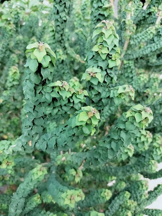 Cây Vân Sâm (găng tu hú thái) Cây Vân Sâm (găng tu hú thái)