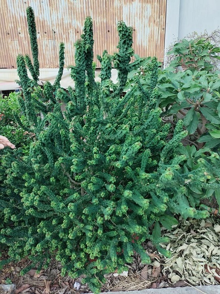 Cây Vân Sâm (găng tu hú thái) Cây Vân Sâm (găng tu hú thái)