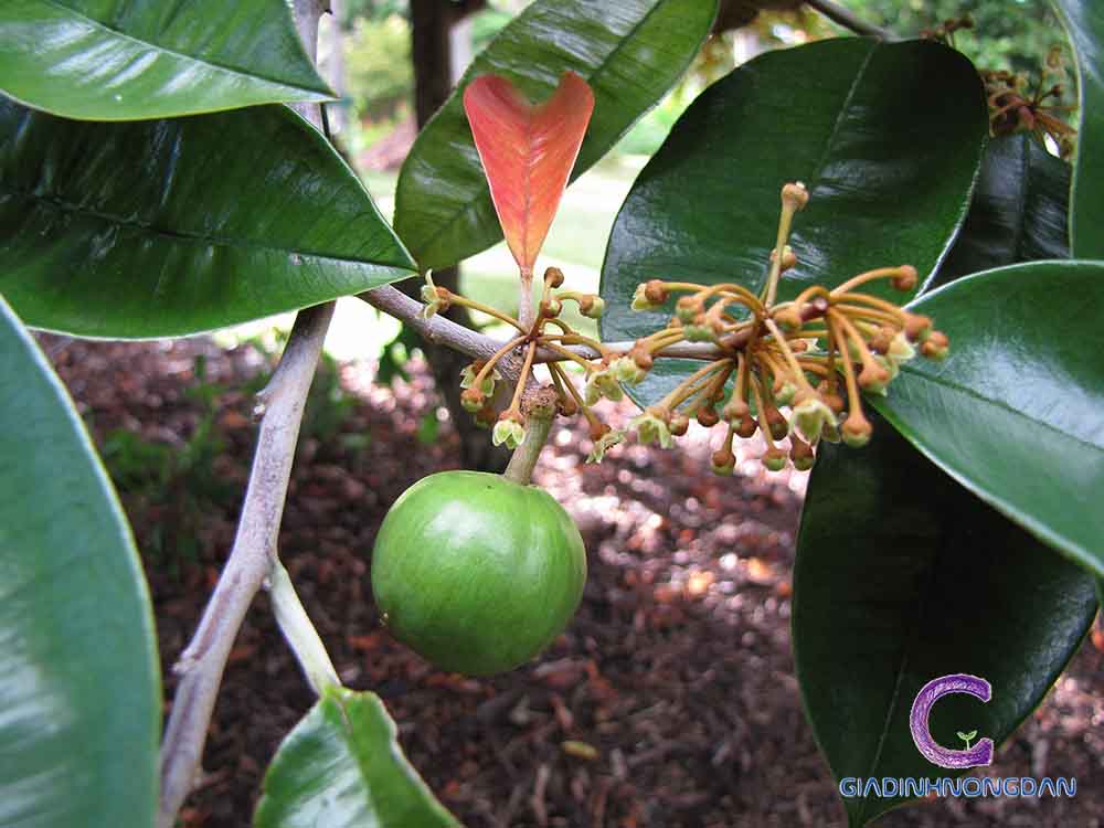 Cây Vú Sữa Giống Cây Vú Sữa Giống