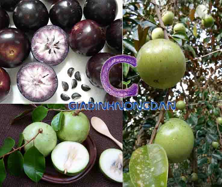 Cây Vú Sữa Giống Cây Vú Sữa Giống