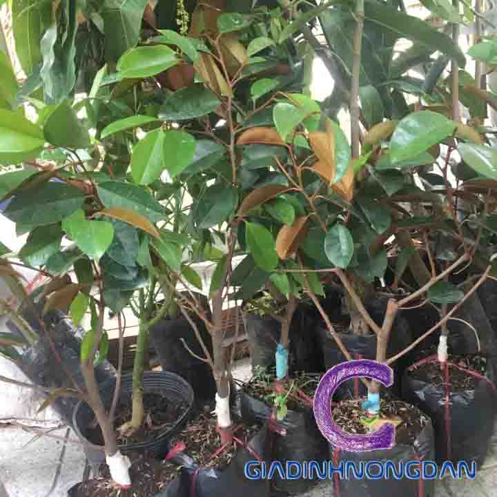 Cây Vú Sữa Giống Cây Vú Sữa Giống