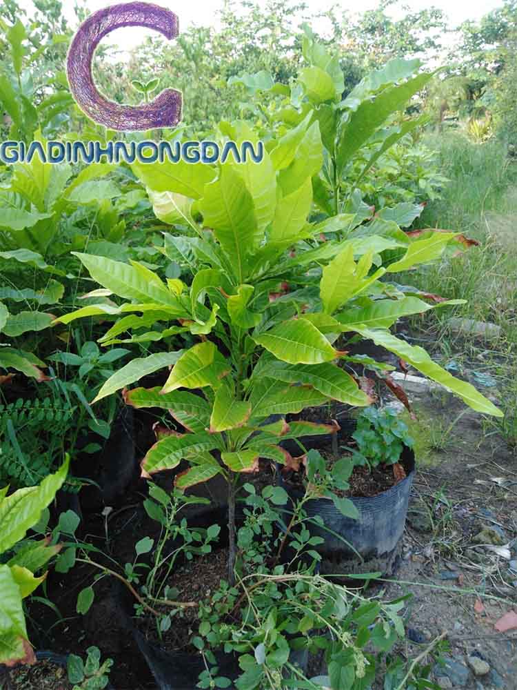 Cây Vú Sữa Hoàng Kim Cây Vú Sữa Hoàng Kim