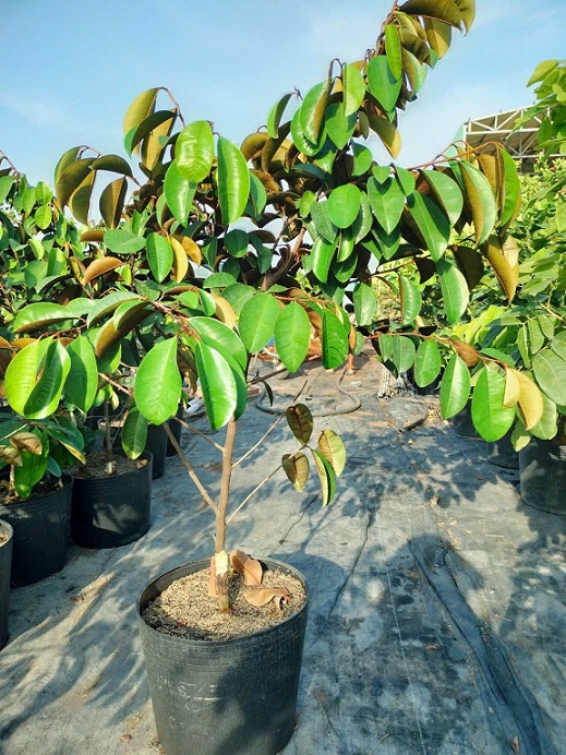 Bán Cây Giống Vú Sữa Mica Bán Cây Giống Vú Sữa Mica